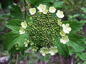 Viburnum opulus