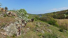 Комплексна рослинність кам'янистих відслонень