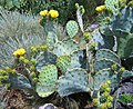 Opuntia cacanapa in flower