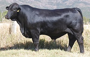 Brangus Bull. Australian record price AU$110,000 Brangus bull sold in 2015. Telpara Hills Van Damme 541H30.
