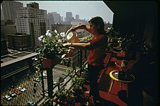 Nature in New York City, 1974, Suzanne Szasz