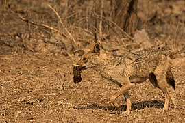 Canis aureus aureus en Inde, parc national et sanctuaire faunique de Gir