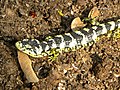 Dragoncito de la Sierra Madre Oriental norte (A. taeniata).