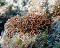 Actinotrichia fragilis, photographiée à La Réunion.