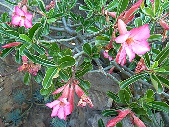 Adenium swazicum