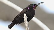 black sunbird with glossy green on the top of the head and glossy purplish-pink on the throat and shoulder