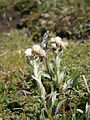 Antennaria carpatica