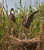 Пара рыжих цапель (Ardea purpurea) в брачном наряде на гнезде с птенцами