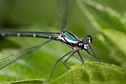 Austroargiolestes icteromelas nigrolabiatus in Brisbane