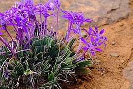 Babiana pubescens