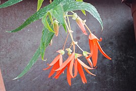 Begonia boliviensis