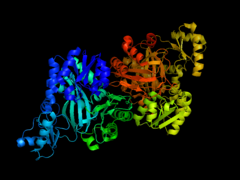 E. coli ACCのビオチンカルボキシラーゼサブユニット