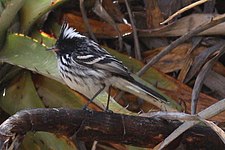 Black-crested tit-tyrant