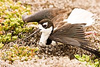 Stilts exhibit a weak or sick behavior in order to distract predators from the location of their young.