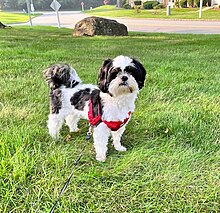 Black and White colored variation of Shih Tzu