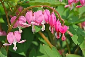 Lamprocapnos spectabilis