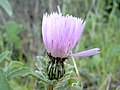 Centaurea pullata