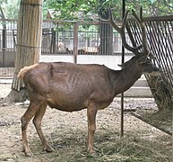 venado de cola blanca