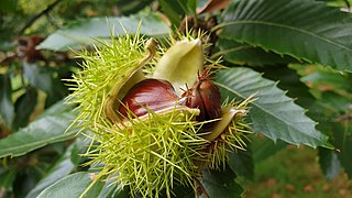 Chestnuts in Hyde Park