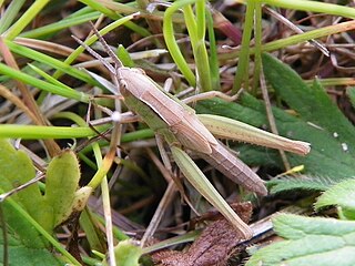 розово-зеленая личинка Белоокаймлённого Конька (Chorthippus albomarginatus)