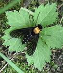 Chrysopilus thoracicus