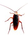 Cockroach