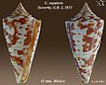 Conus regularis Sowerby, G.B. I, 1833