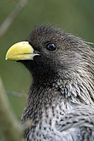 Western Grey Plantain-eater