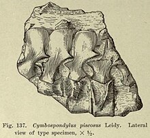 Croquis d'une petite rangée de vertèbre fossiles fragmentaire d'un ichthyosaure.