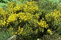 Cytisus oromediterraneus