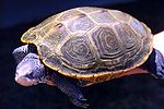 Diamonback terrapin