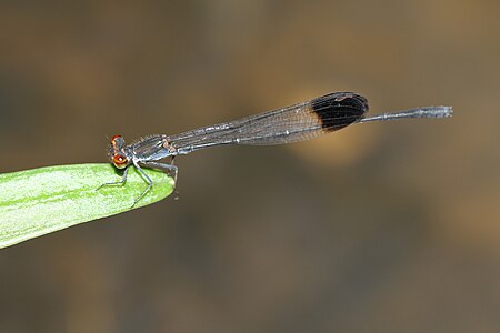 Disparoneura apicalis male