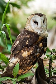 Tyto longimembris