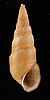 Elimia virginica shell