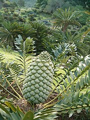 Brotpalmfarn Encephalartos arenarius