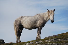 Poney Eriskay gris à Beinn Sciathan, sur l'île d'Eriskay.