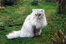 Black silver tipped (chinchilla) Persian cat.