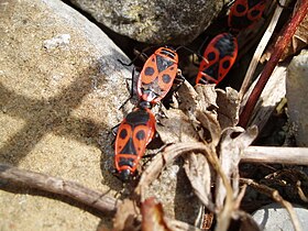 Pyrrhocoris apterus