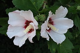 Common hibiscus