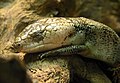 Gerrards Blauzunge (Tiliqua gerrardi)