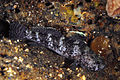 Image 7Rock goby (from Coastal fish)