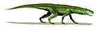 Gracilisuchus stepanicicorum