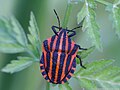 Graphosoma italicum.