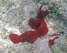 Haliclona rubens der Insel San Salvador, Bahamas