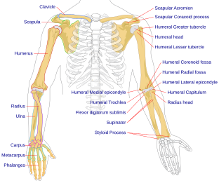 File:Human arm bones diagram.svg