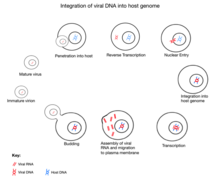 A diagram explaining the process of integration of viral DNA into the host genome. First, the virus penetrates the host cell. It then undergoes reverse transcription to produce viral DNA which enters the host cell nucleus and is inserted into the host genome. The viral DNA is then transcribed and the virus is assembled. Once the virus is assembled it migrates to the host cell surface membrane and buds off to form an independent virus particle. This process continues and the virus particle can now invade other cells too.