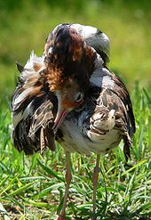 Territorial male in breeding plumage with head pointing down, showing the brown ruff and back feathers erected in display