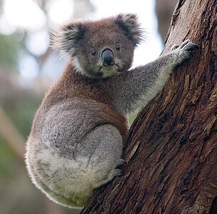 Koala, by Diliff