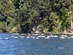 Los cisnes de cuello negro abundan en la laguna.