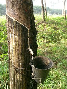 Latex flowing from a tapped rubber tree into a bucket